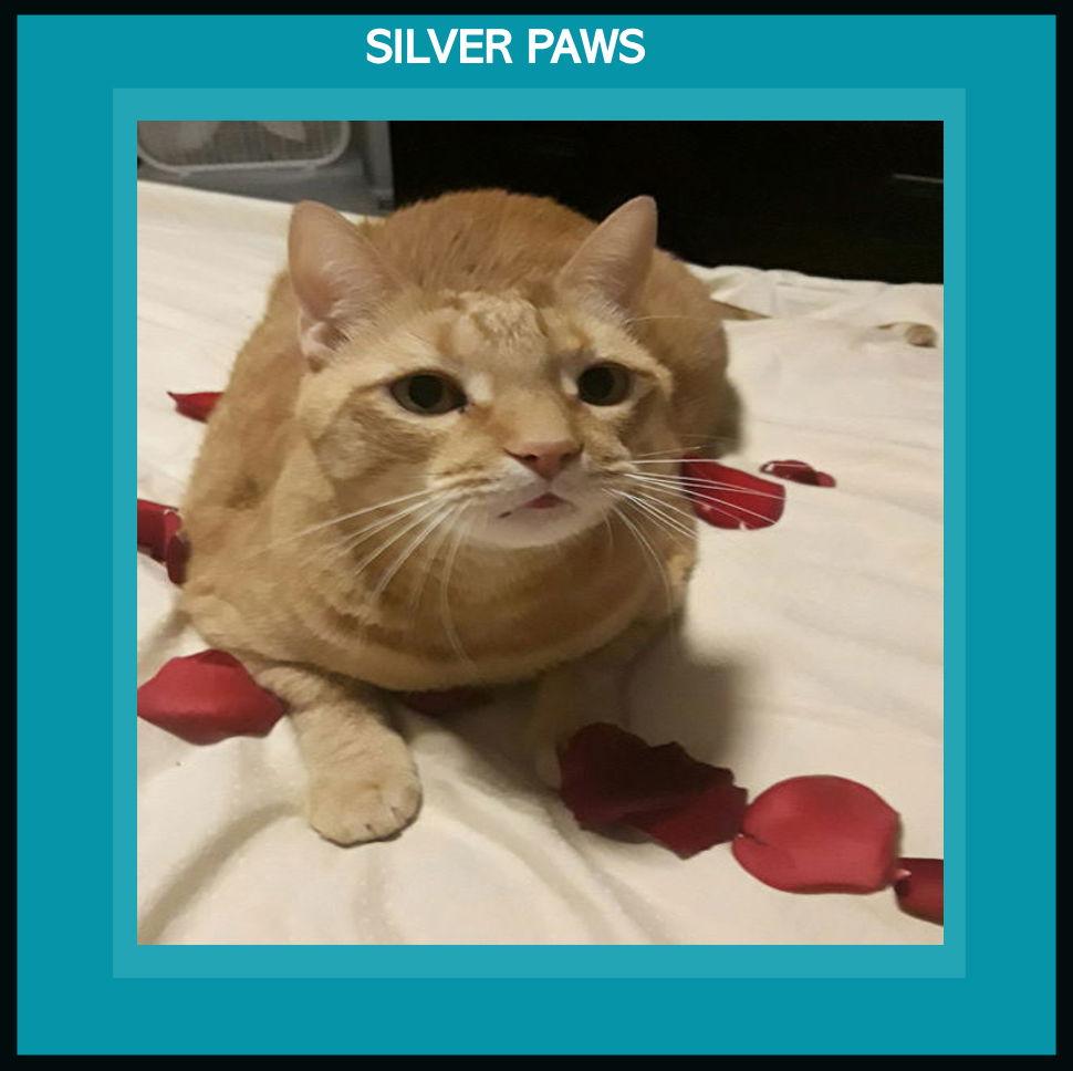 Neb, a Adoptable Domestic Short Hair in Royal Palm Beach, FL image 1/3