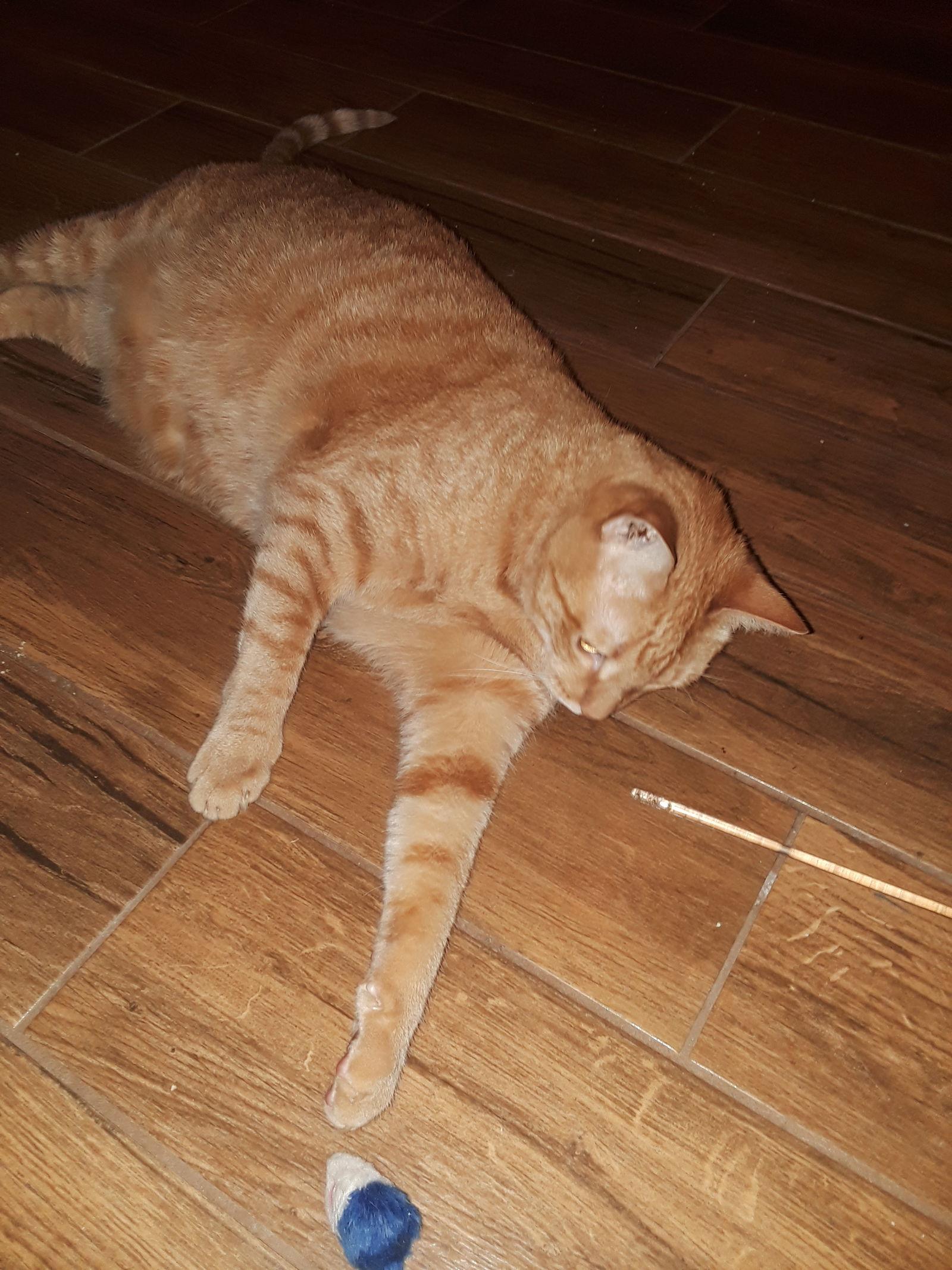 Neb, a Adoptable Domestic Short Hair in Royal Palm Beach, FL image 2/3