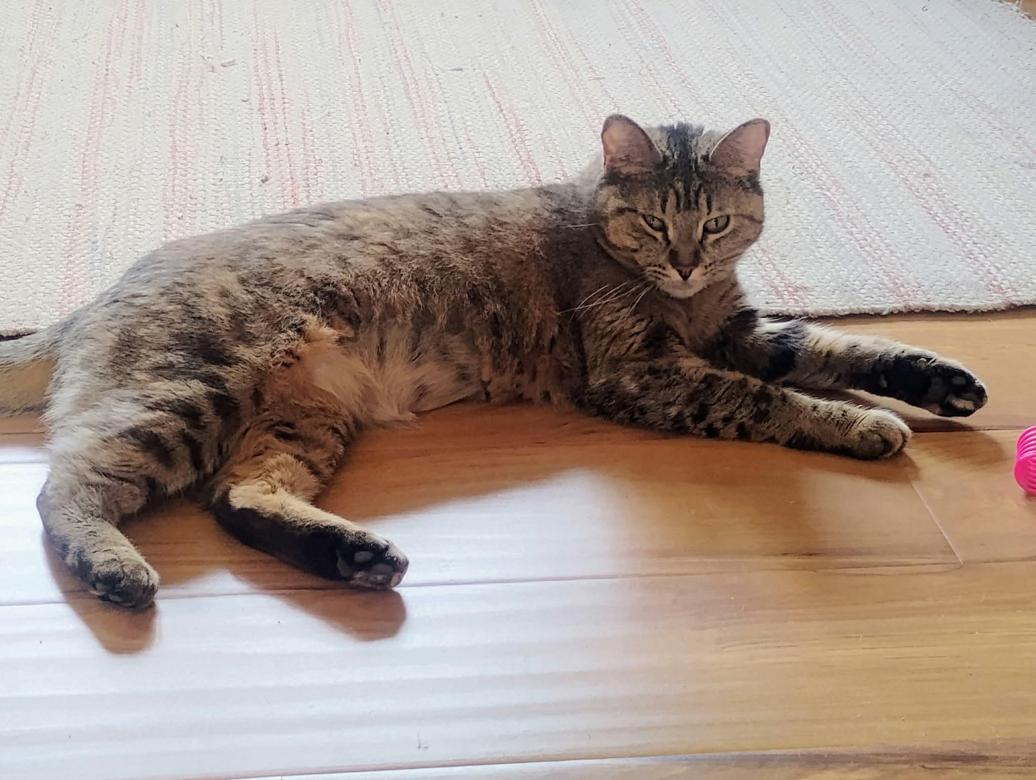 Enlarge Luna, a ADOPTABLE Domestic Short Hair in Colorado Springs, CO image 1/6