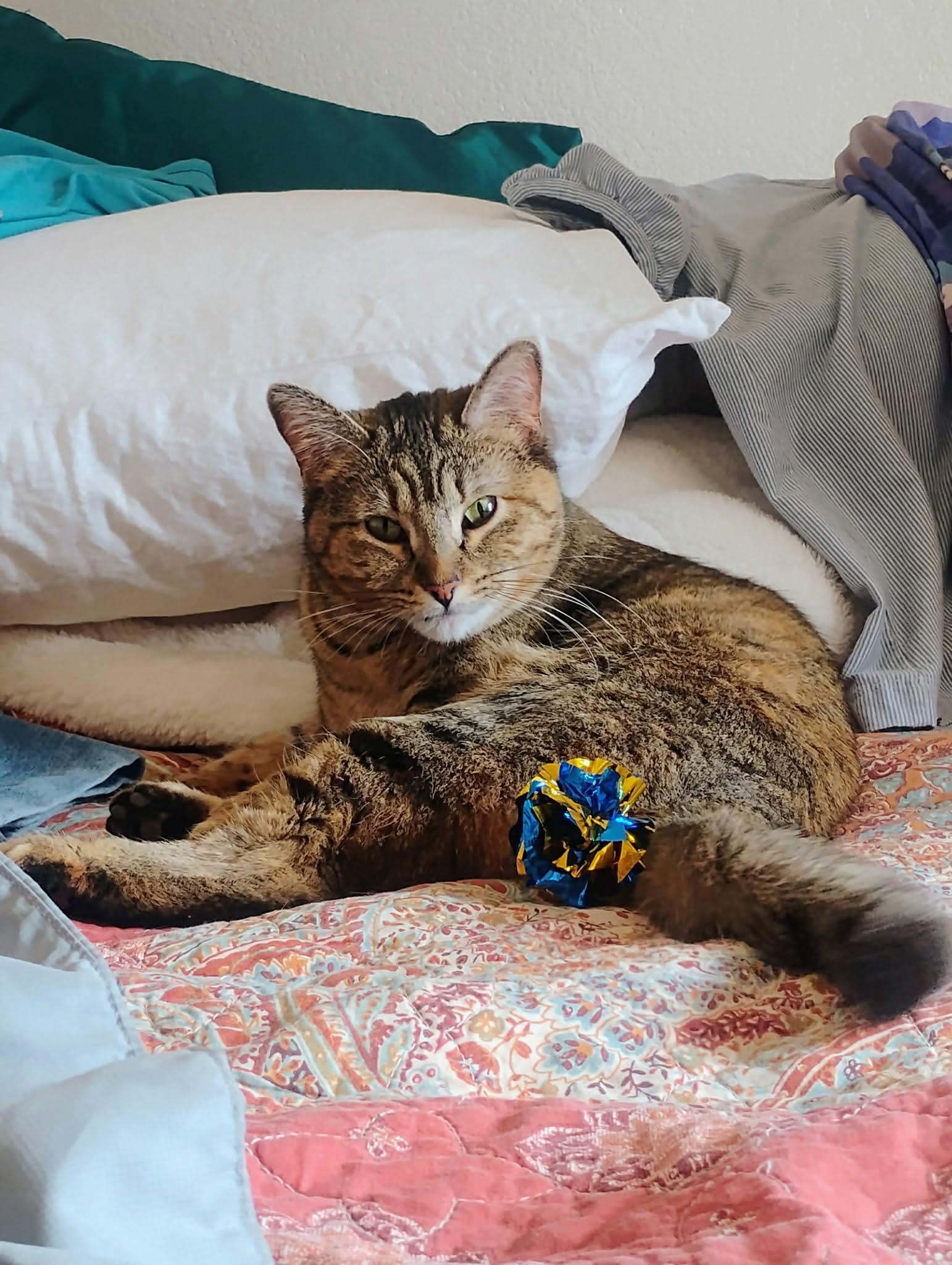 Enlarge Luna, a ADOPTABLE Domestic Short Hair in Colorado Springs, CO image 3/6
