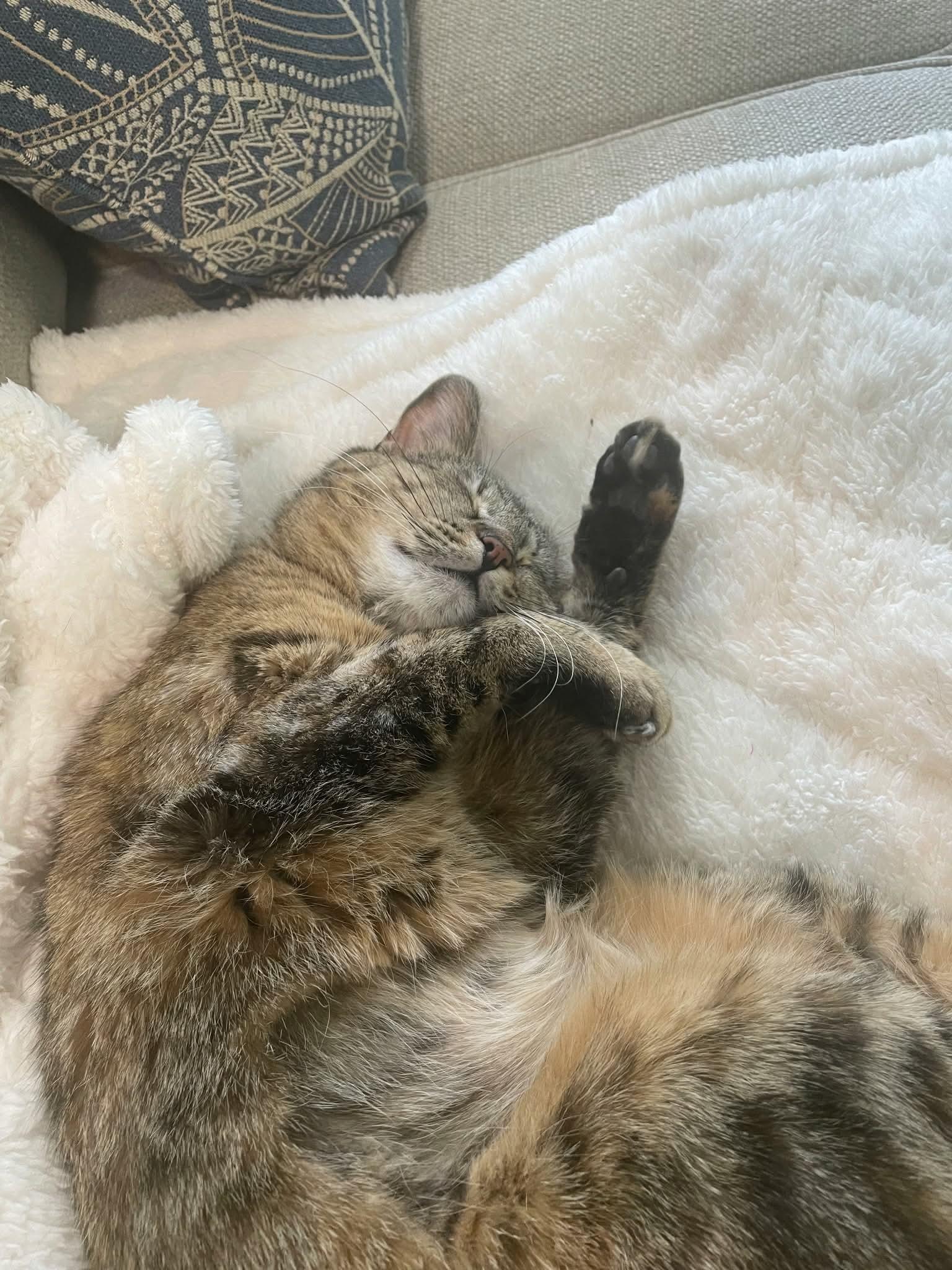 Enlarge Luna, a ADOPTABLE Domestic Short Hair in Colorado Springs, CO image 5/6