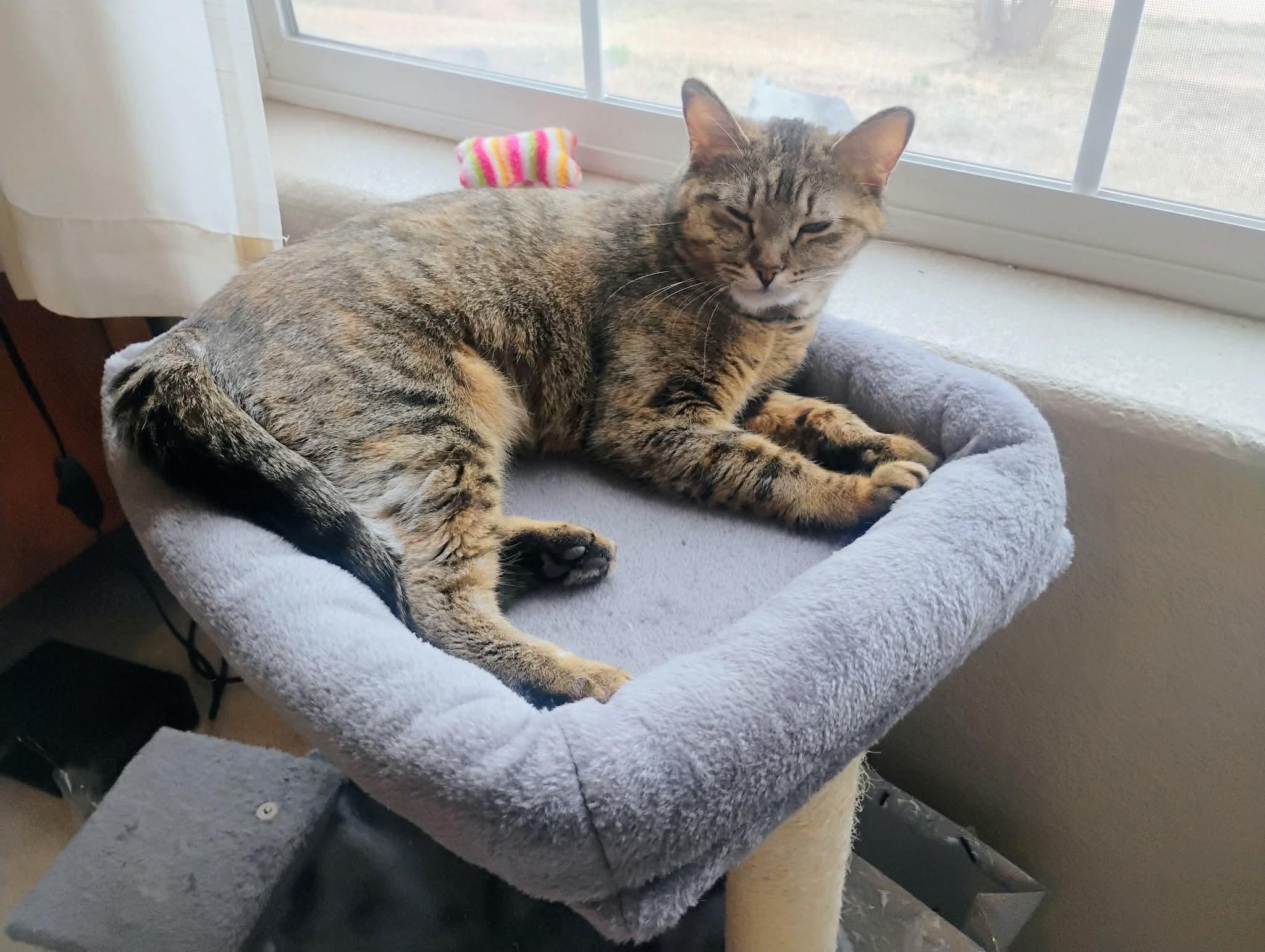 Enlarge Luna, a ADOPTABLE Domestic Short Hair in Colorado Springs, CO image 2/6