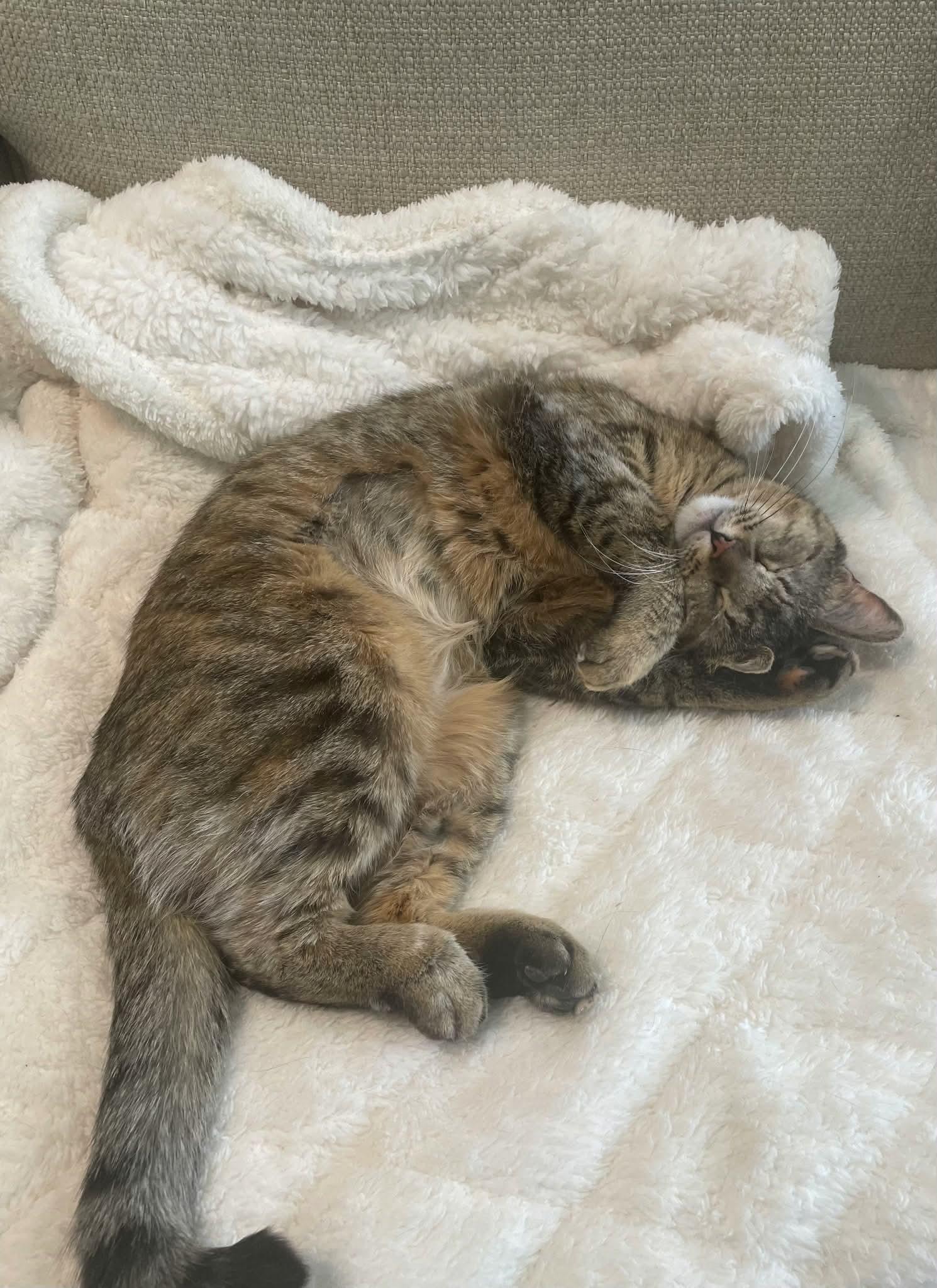 Enlarge Luna, a ADOPTABLE Domestic Short Hair in Colorado Springs, CO image 6/6