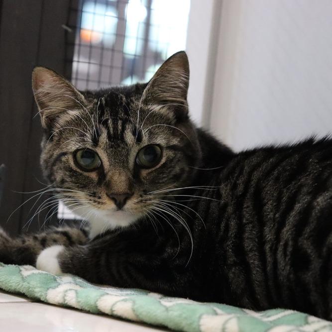 Aurora, Adoptable, Young Female Domestic Short Hair.
