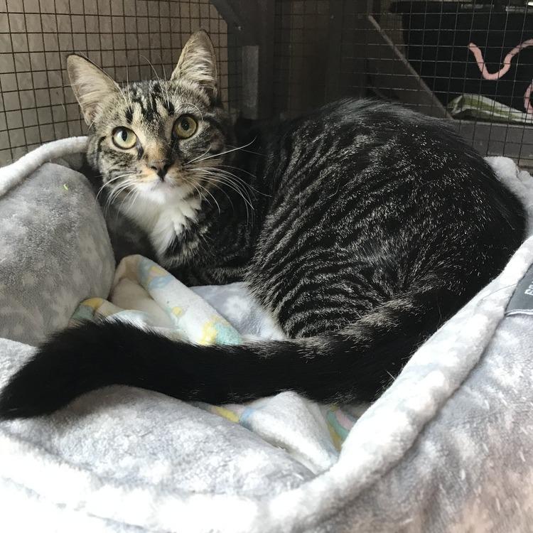 Aurora, a Adoptable Domestic Short Hair in Seminole, FL image 2/4