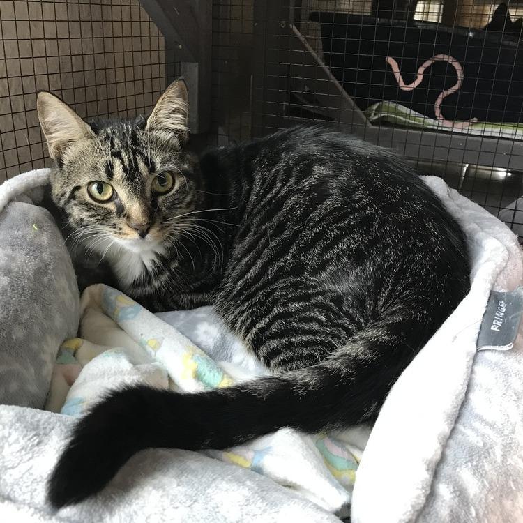 Aurora, a Adoptable Domestic Short Hair in Seminole, FL image 3/4