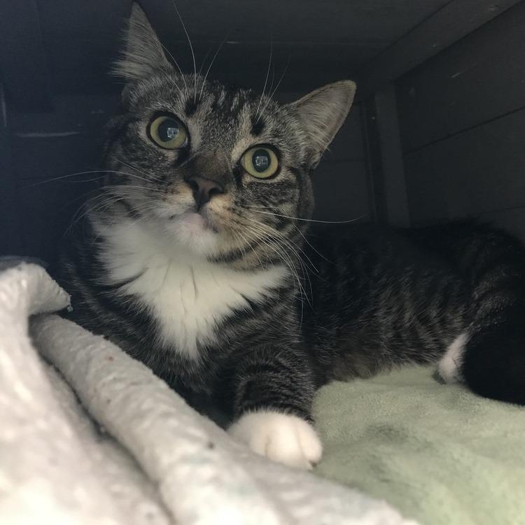 Aurora, a Adoptable Domestic Short Hair in Seminole, FL image 4/4