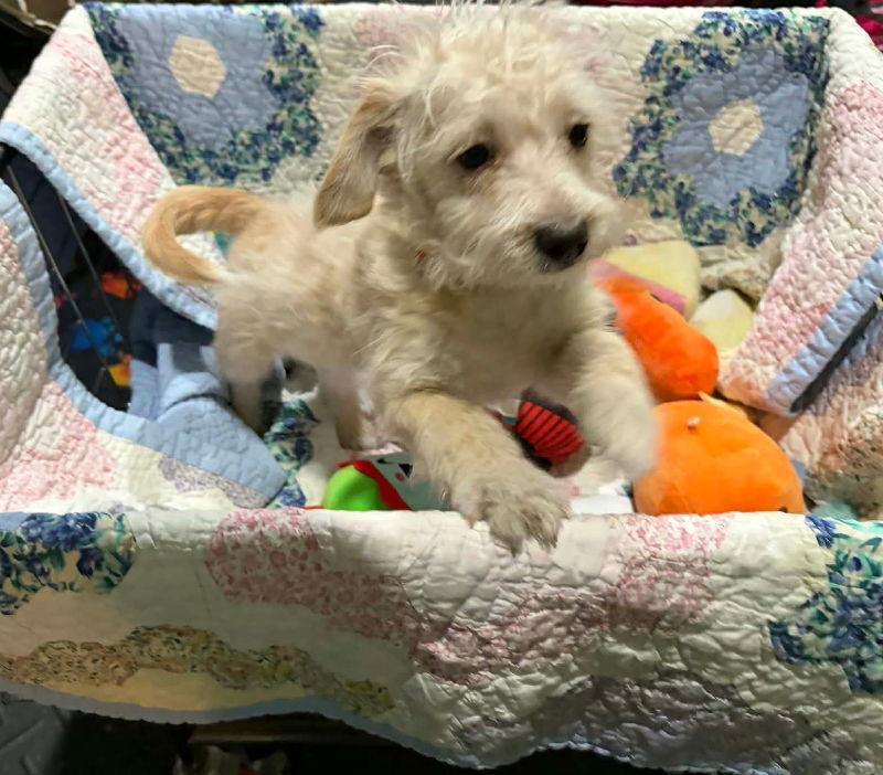 Waska, a Adoptable mixed breed in Mukwonago, WI image 1/3