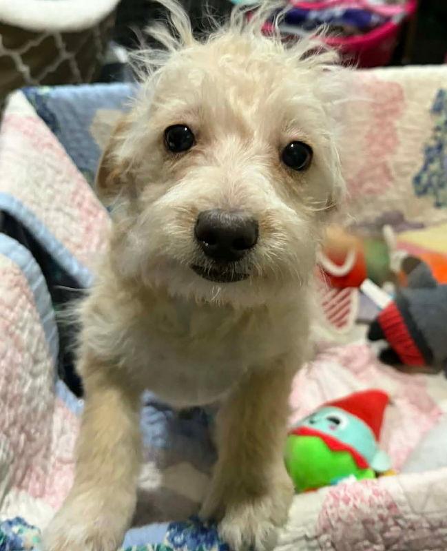 Waska, a Adoptable mixed breed in Mukwonago, WI image 2/3