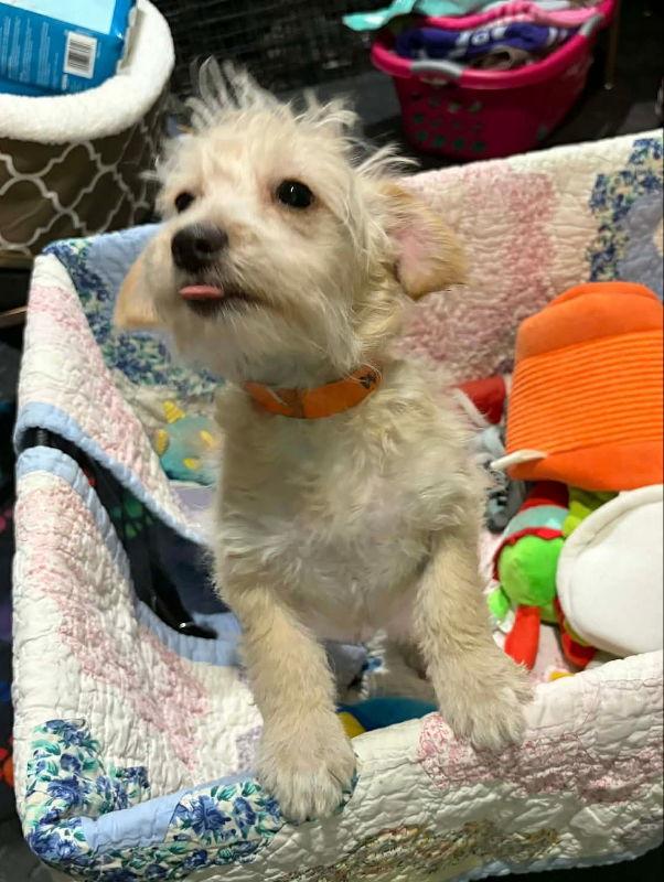 Waska, a Adoptable mixed breed in Mukwonago, WI image 3/3