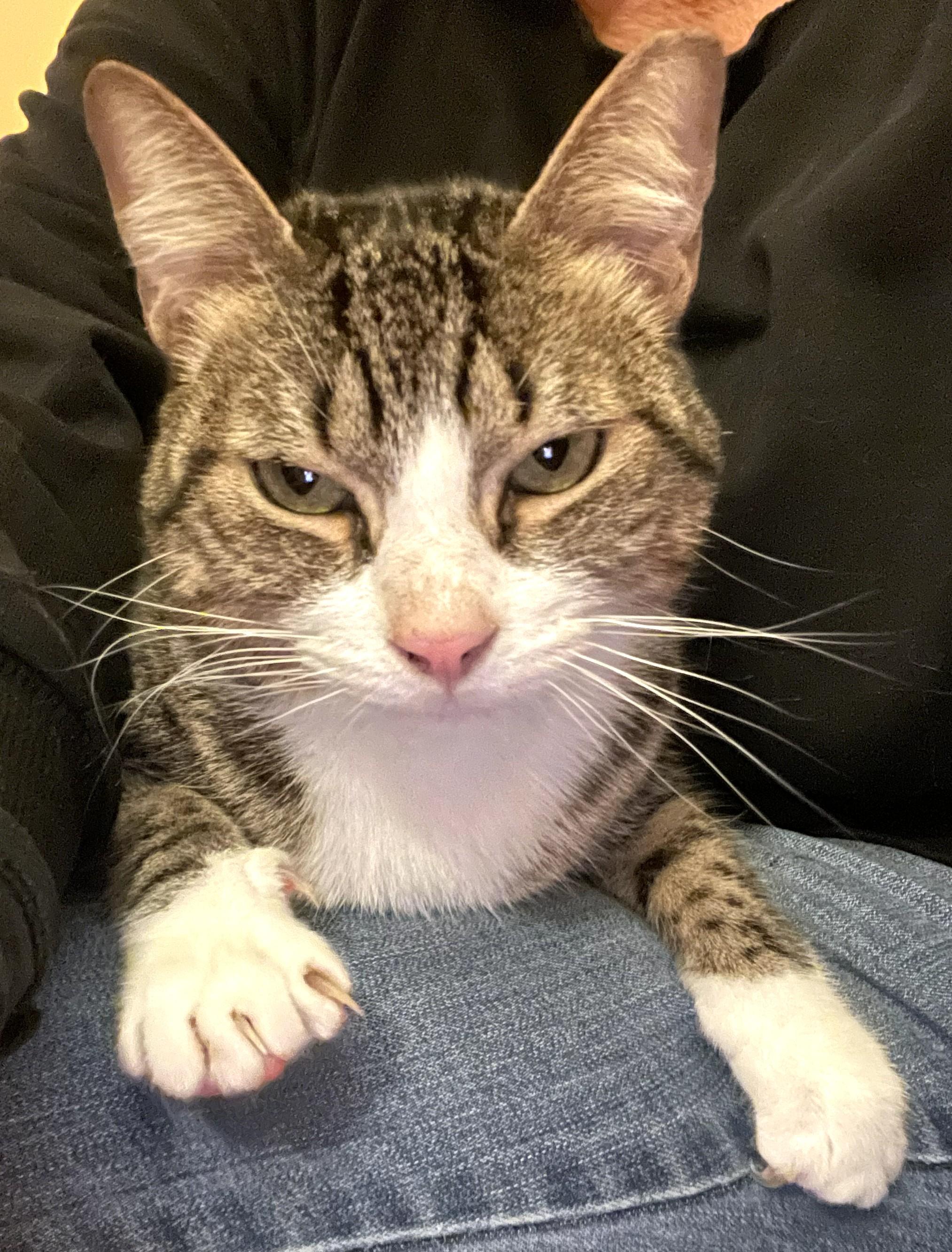 Maggy, Adoptable, Adult Female Tabby.