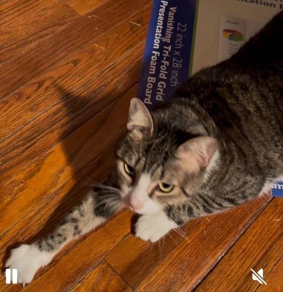 Enlarge Maggy, a Adoptable Tabby in Jamaica Plain, MA image 2/3