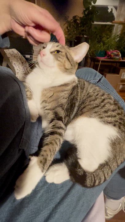 Enlarge Maggy, a Adoptable Tabby in Jamaica Plain, MA video 3/3