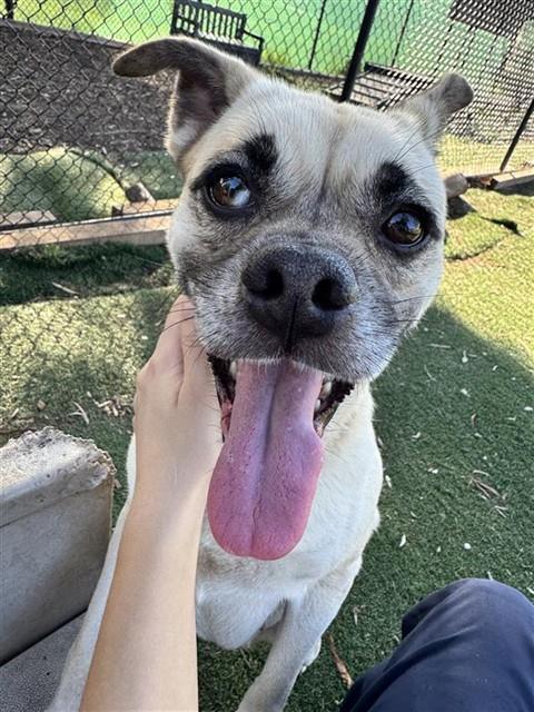 FRANKIE, Adoptable, Adult Female Pug.