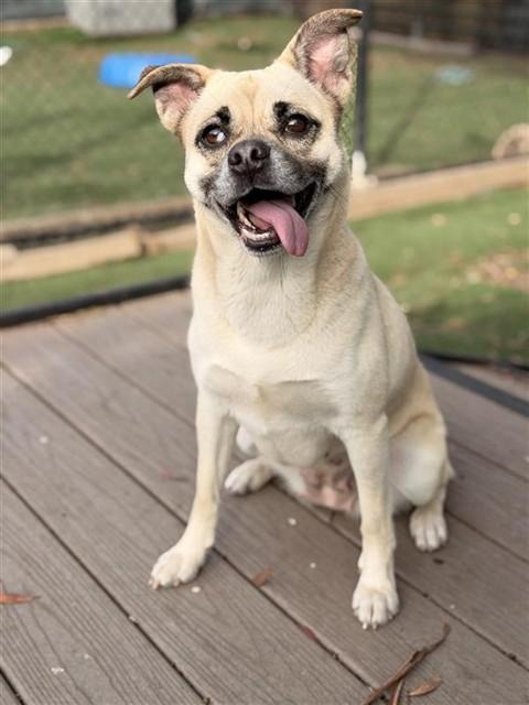 FRANKIE, Adoptable, Adult Female Pug.