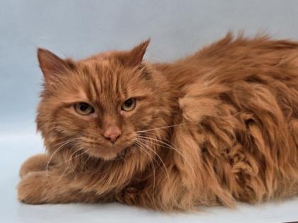 Enlarge Sage, a Adoptable mixed breed in Woodbury, MN image 1/2