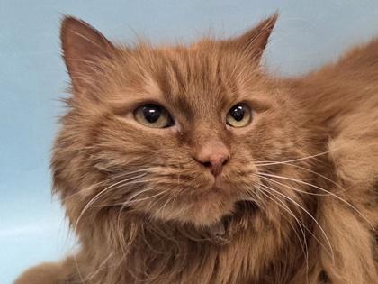 Enlarge Sage, a Adoptable mixed breed in Woodbury, MN image 2/2