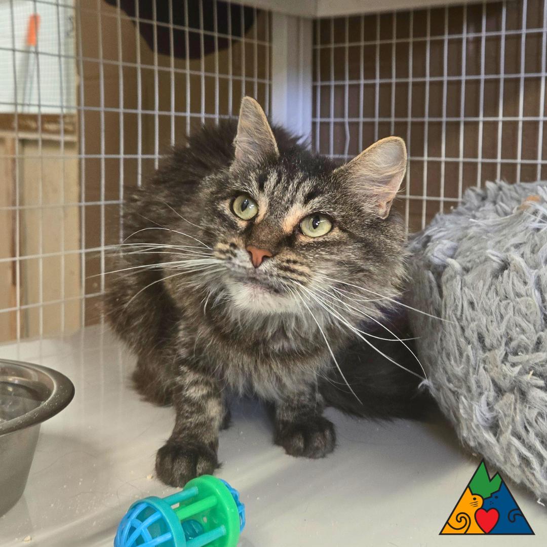 Primrose, ADOPTABLE, Adult Female Domestic Long Hair.