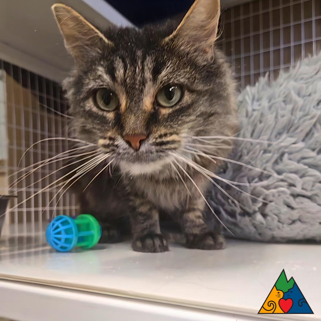 Enlarge Primrose, a ADOPTABLE Domestic Long Hair in Douglas, WY image 2/2