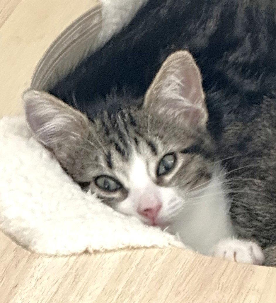 Miss Napkins, Adopted, Kitten Female Domestic Short Hair.
