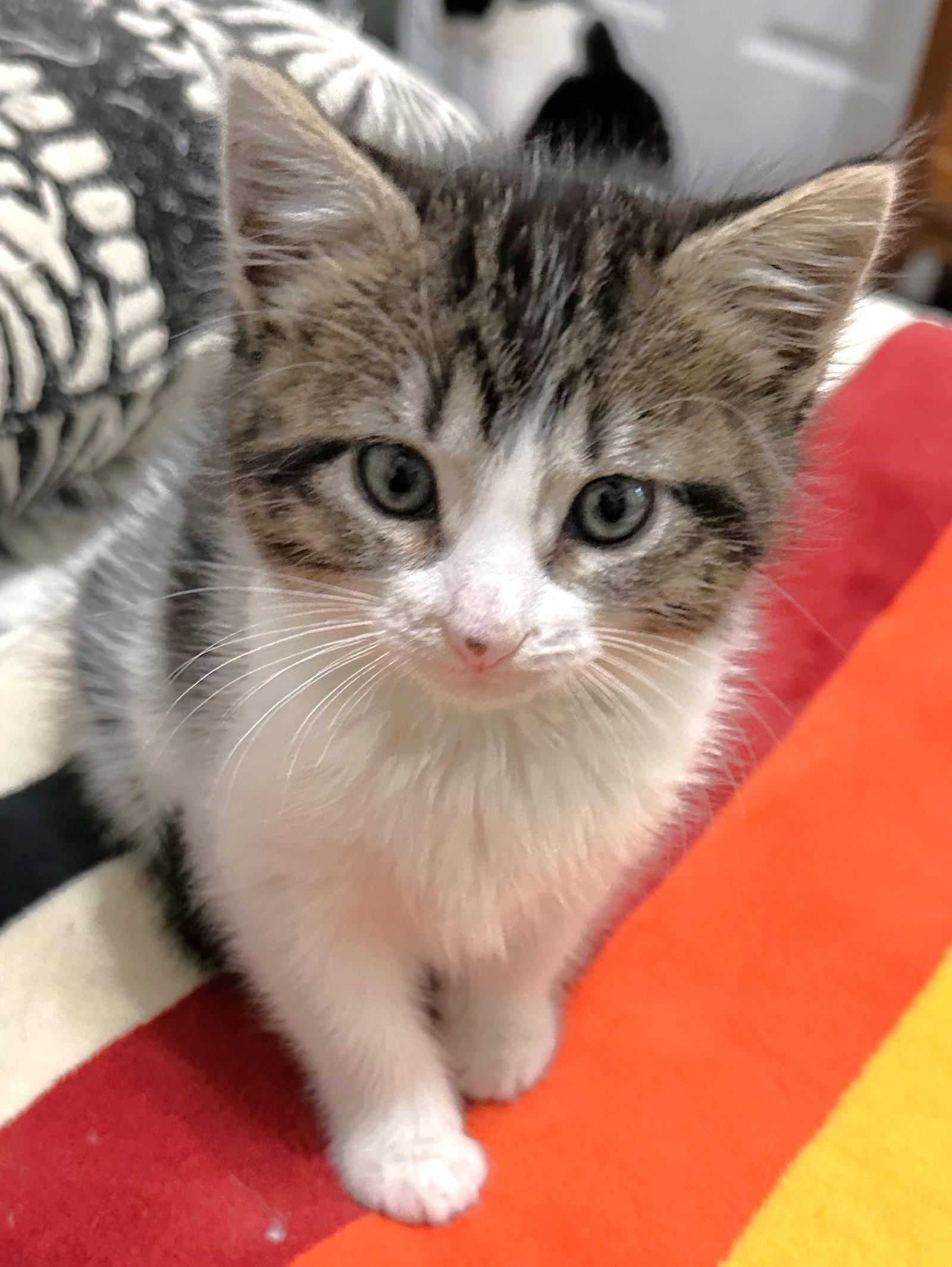 Enlarge Miss Napkins, a Adopted Domestic Short Hair in Shawnee, KS image 3/3