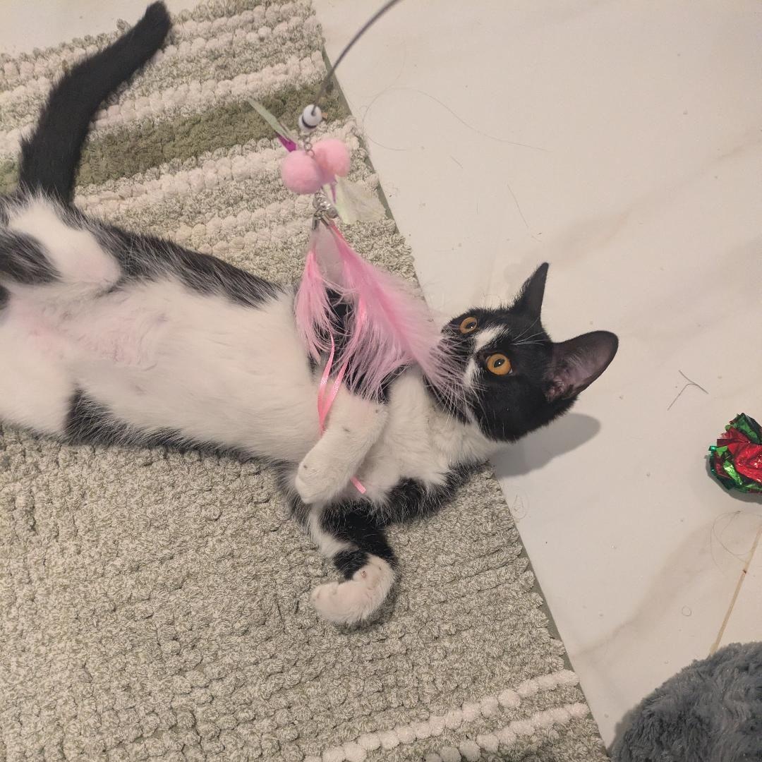 Barsky — thumbnail 3