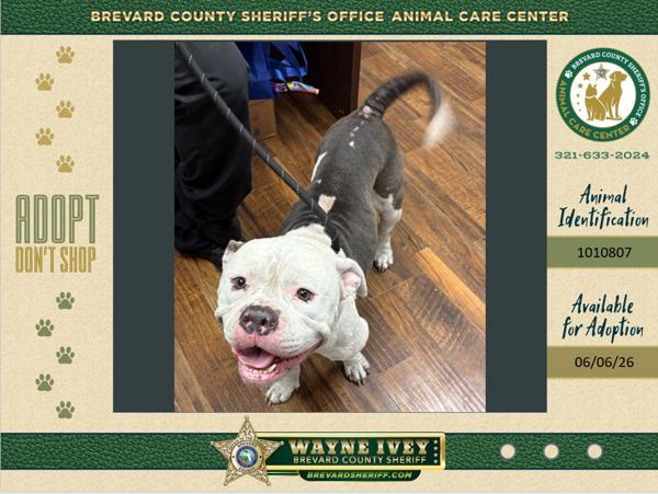 Captain, Adoptable, Adult Male Mixed Breed.