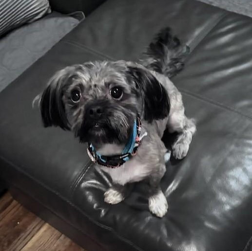 Enlarge SAMMY, a Adoptable Shih Tzu in Fosters, AL image 2/5