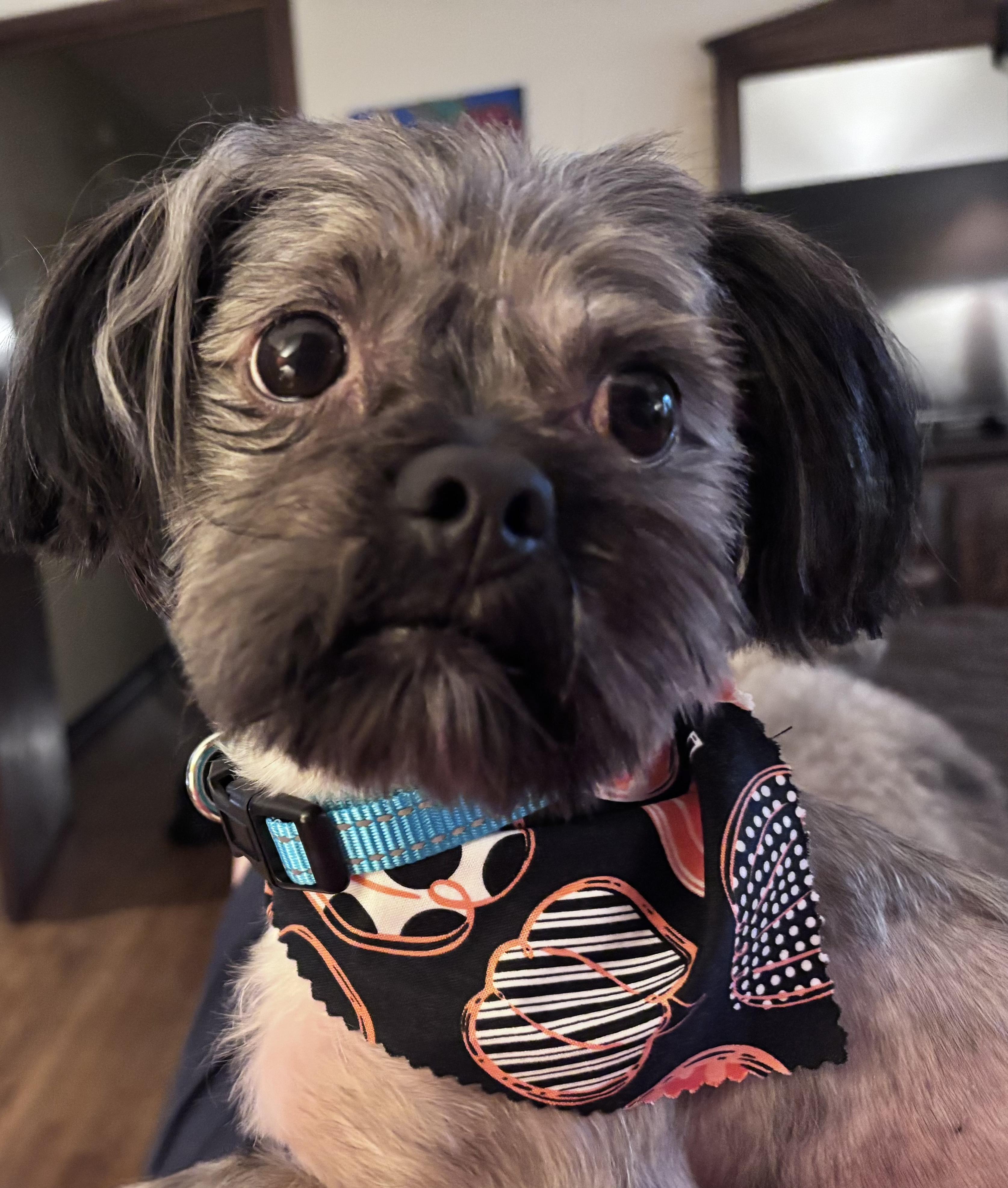 SAMMY, Adoptable, Adult Male Shih Tzu.