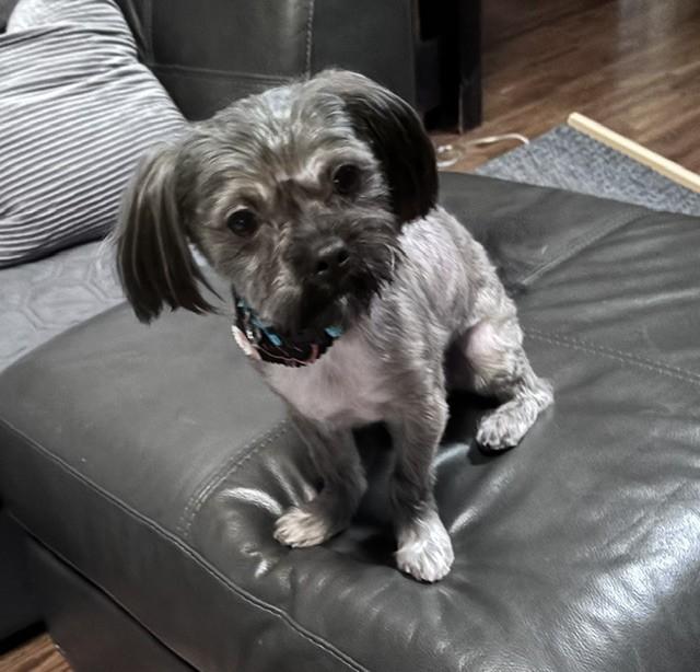 Enlarge SAMMY, a Adoptable Shih Tzu in Fosters, AL image 3/5