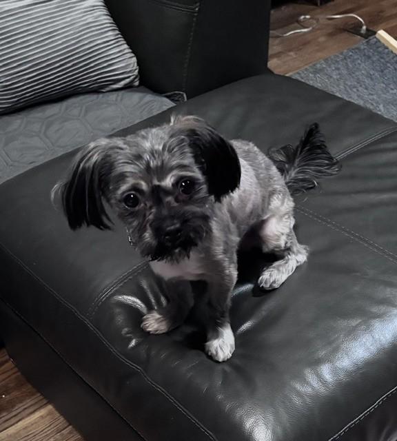 Enlarge SAMMY, a Adoptable Shih Tzu in Fosters, AL image 4/5
