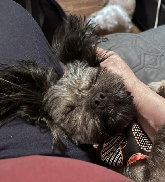 Enlarge SAMMY, a Adoptable Shih Tzu in Fosters, AL image 5/5