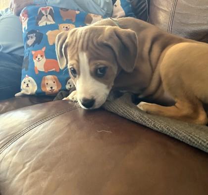 Nash, Adoptable, Puppy Male Mixed Breed & Mixed Breed.