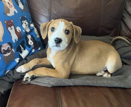 Enlarge Nash, a Adoptable mixed breed in Cumming, GA image 2/3