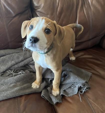 Enlarge Nash, a Adoptable mixed breed in Cumming, GA image 3/3