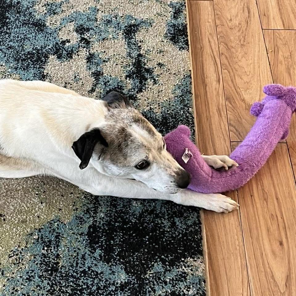 Enlarge Jack Henry, a Adoptable mixed breed in Wilmington, NC image 2/3