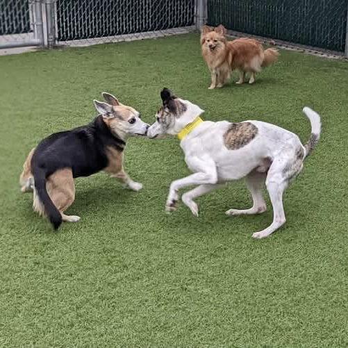 Enlarge Jack Henry, a Adoptable mixed breed in Wilmington, NC image 3/3