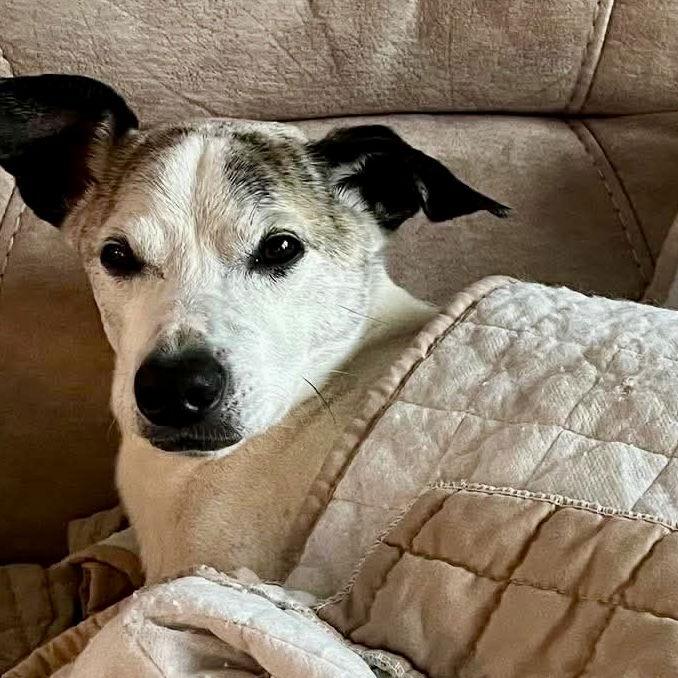 Jack Henry, Adoptable, Adult Male Whippet & Terrier.