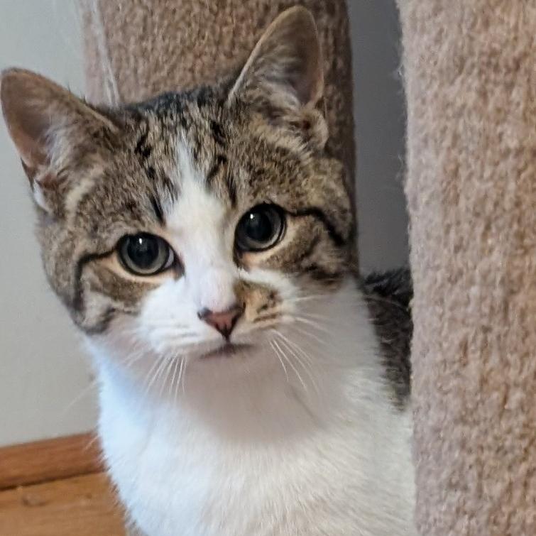 Ronnie, a Adoptable mixed breed in Knoxville, TN image 1/4