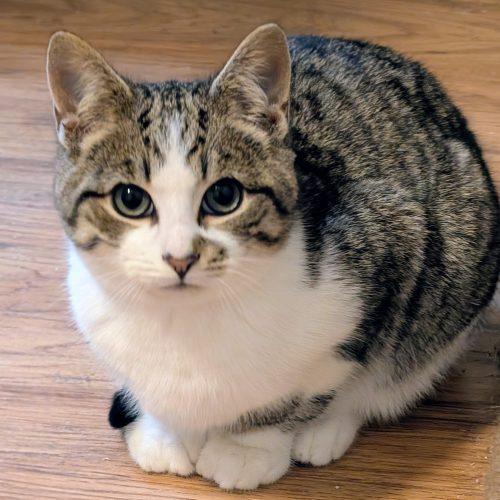 Ronnie, Adoptable, Young Male Extra-Toes Cat / Hemingway Polydactyl & Tabby.