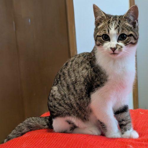 Ronnie, a Adoptable mixed breed in Knoxville, TN image 3/4