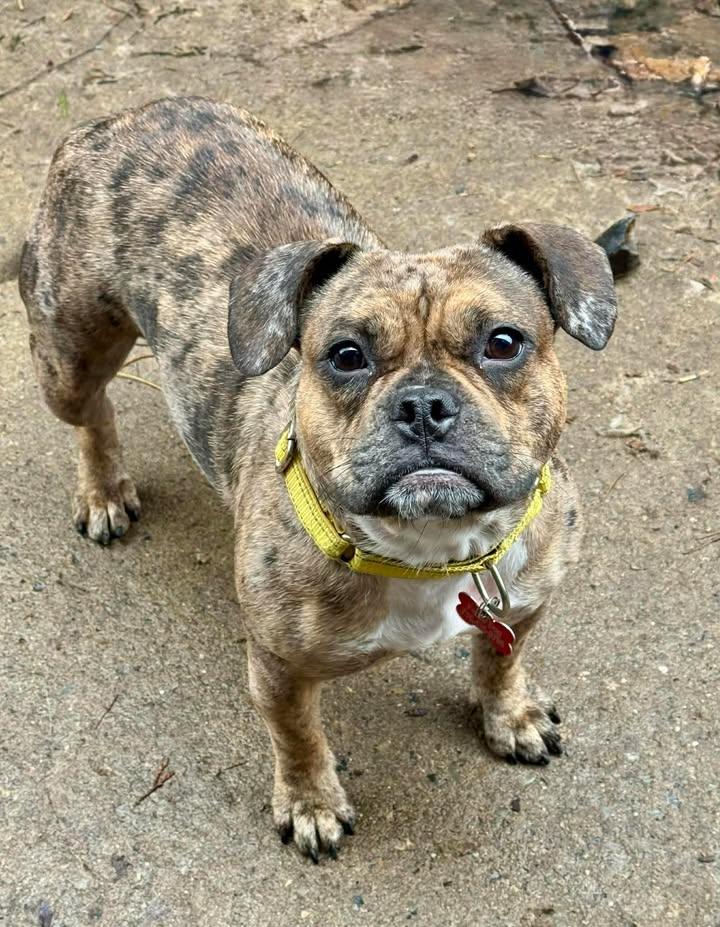 Enlarge Daisy, a Adoptable French Bulldog in Buffalo, NY image 1/2