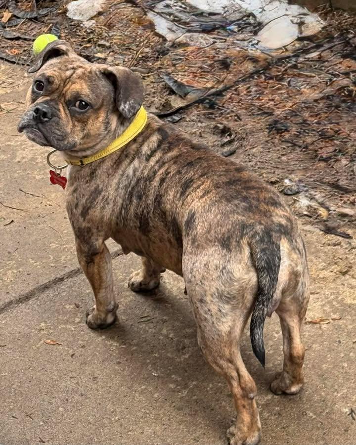 Enlarge Daisy, a Adoptable French Bulldog in Buffalo, NY image 2/2