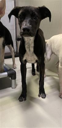 Enlarge Scorpion - WAITING FOR HER FOREVER HOME, an adoptable mixed breed in Thousand Oaks, CA image 3/3