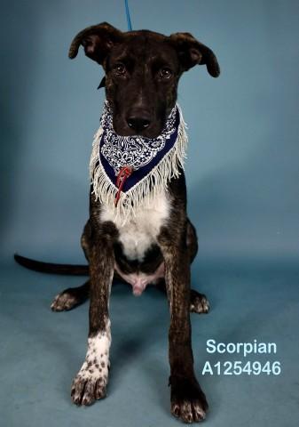 Scorpion - URGENT, Adoptable, Young Female Hound & Australian Cattle Dog / Blue Heeler.