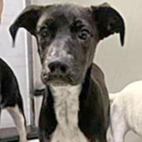 Enlarge Scorpion - WAITING FOR HER FOREVER HOME, an adoptable mixed breed in Thousand Oaks, CA image 1/3