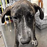 Enlarge Scorpion - WAITING FOR HER FOREVER HOME, an adoptable mixed breed in Thousand Oaks, CA image 2/3