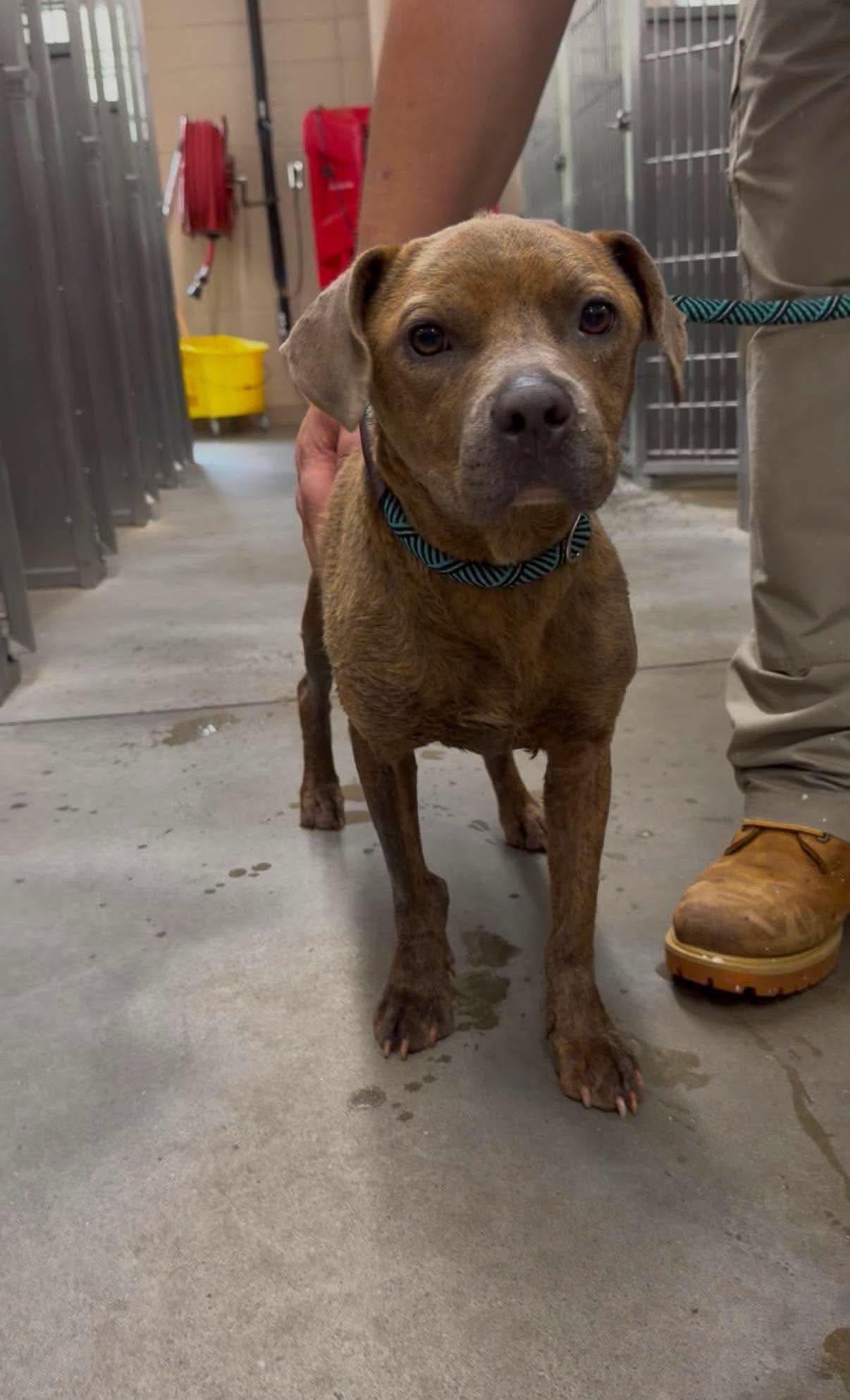 Enlarge Charm, a Adopted Mixed Breed in Huntsville, AL image 2/4