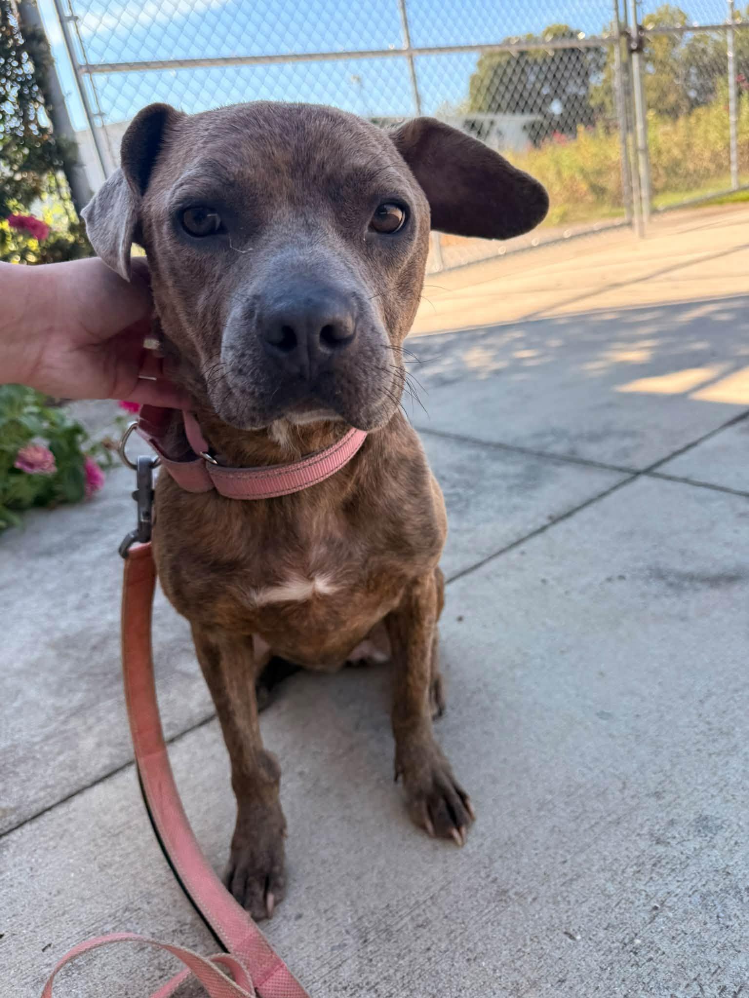 Enlarge Charm, a Adopted Mixed Breed in Huntsville, AL image 4/4