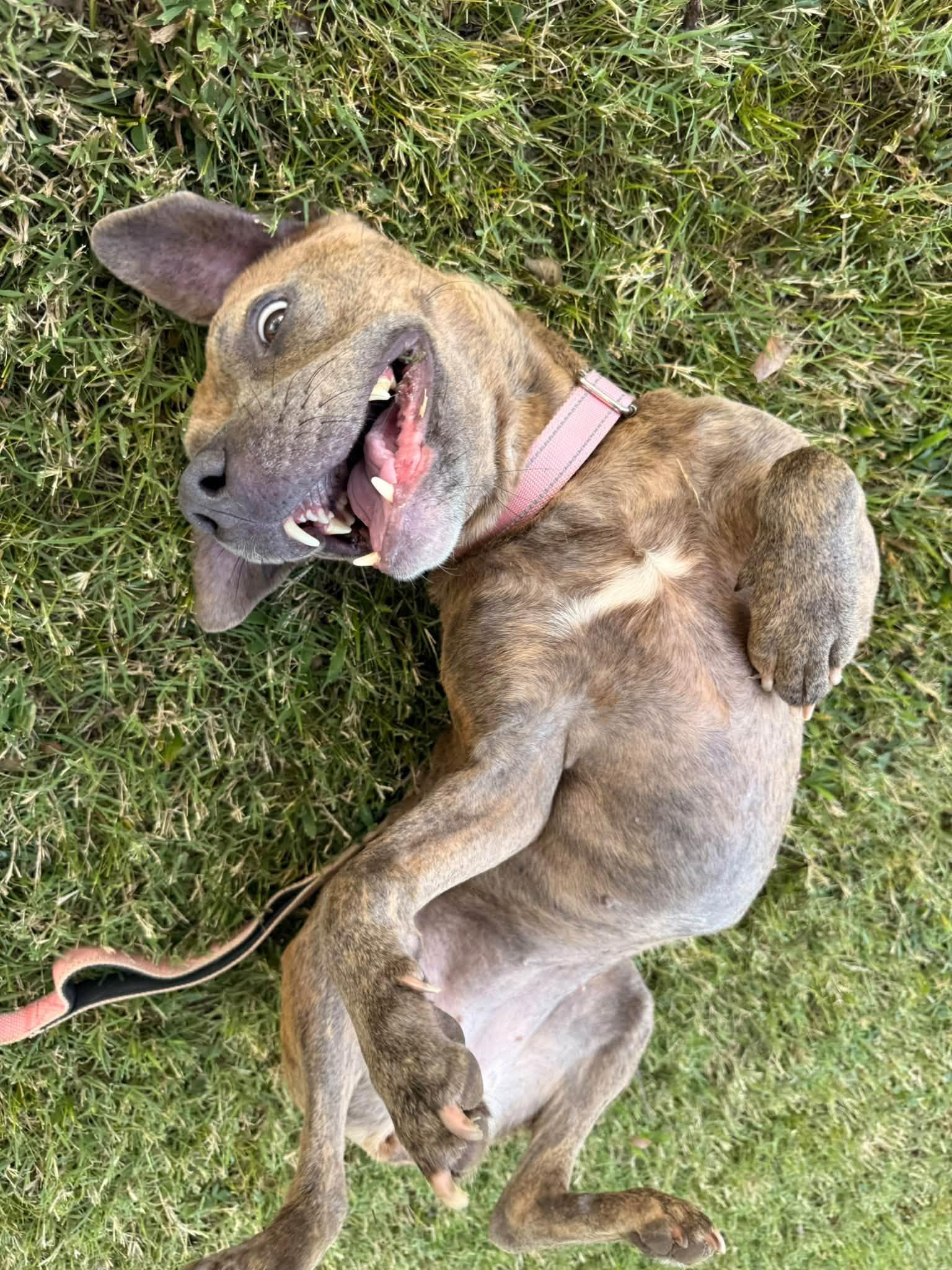 Enlarge Charm, a Adopted Mixed Breed in Huntsville, AL image 3/4